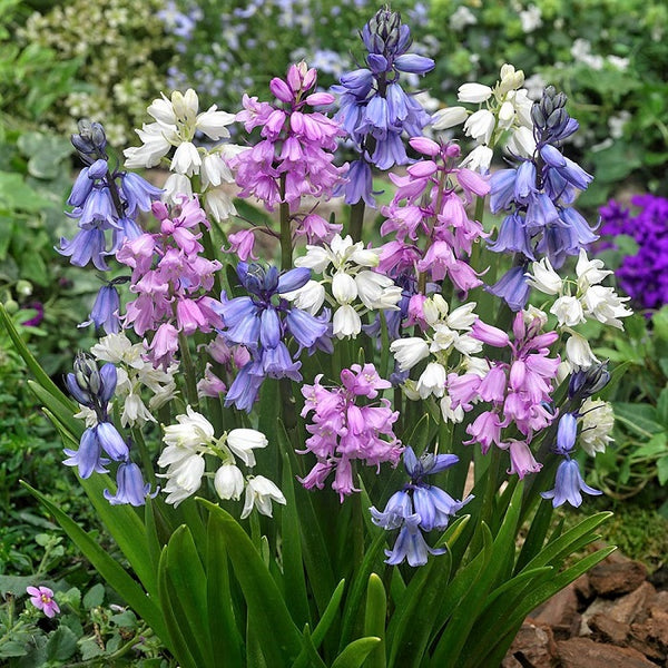 Hyacinth Bulbs Wood Hyacinth Mix Fall Flower Bulbs Eden Brothers