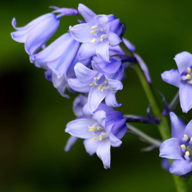 wood hyacinth