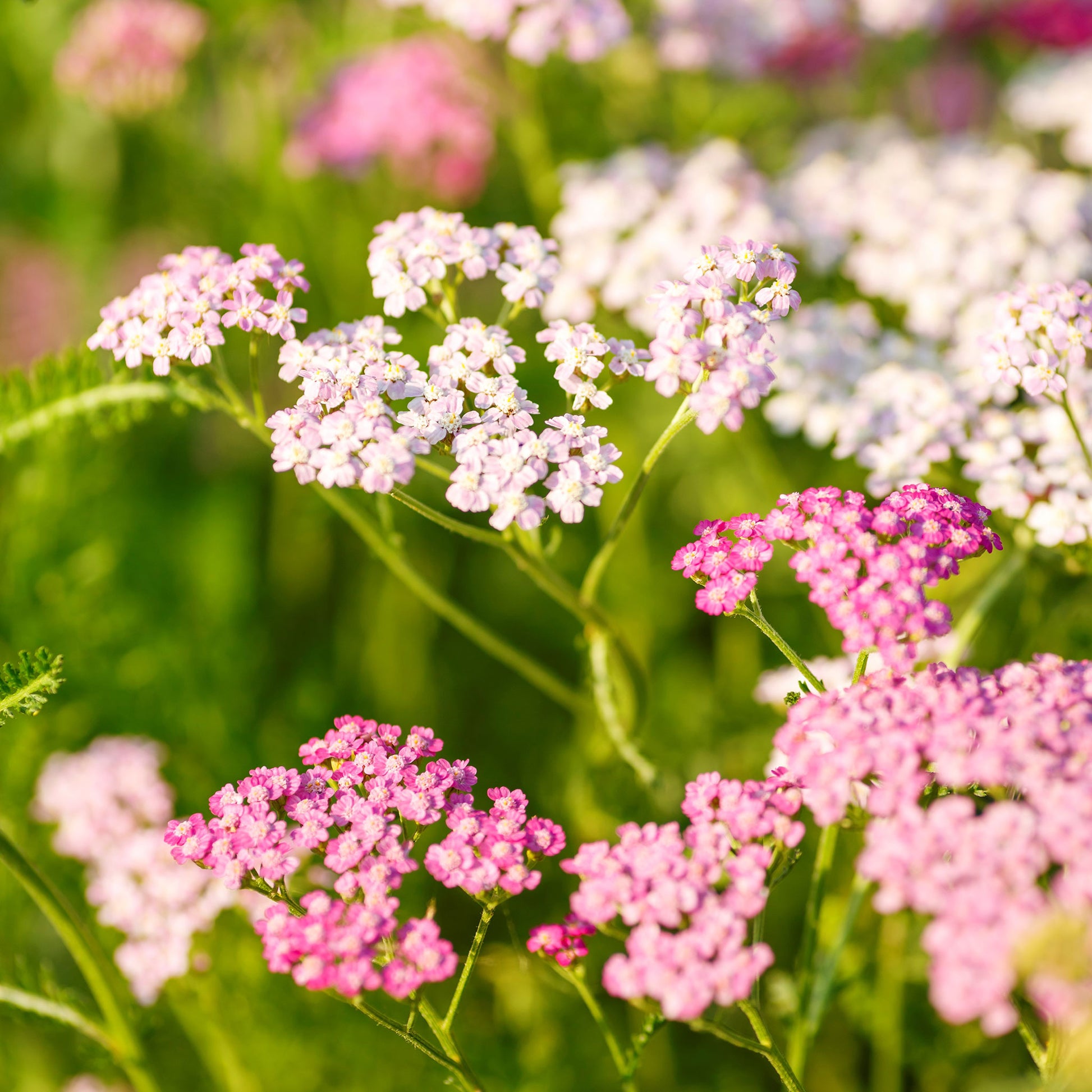 Pink Yarrow 400 Seeds Long Lasting Clusters of Small Pink/Purple