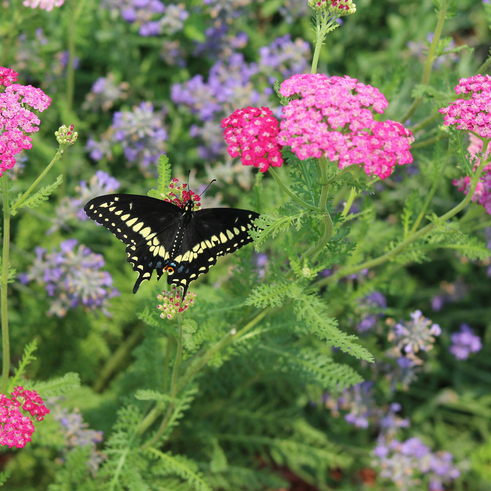 Yarrow Seeds Cerise Queen Flower Seeds in Packets & Bulk Eden