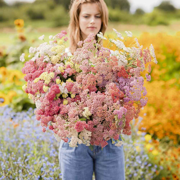 Yarrow Seeds Colorado Mix Flower Seeds in Packets & Bulk Eden