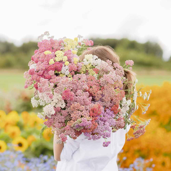 yarrow colorado mix