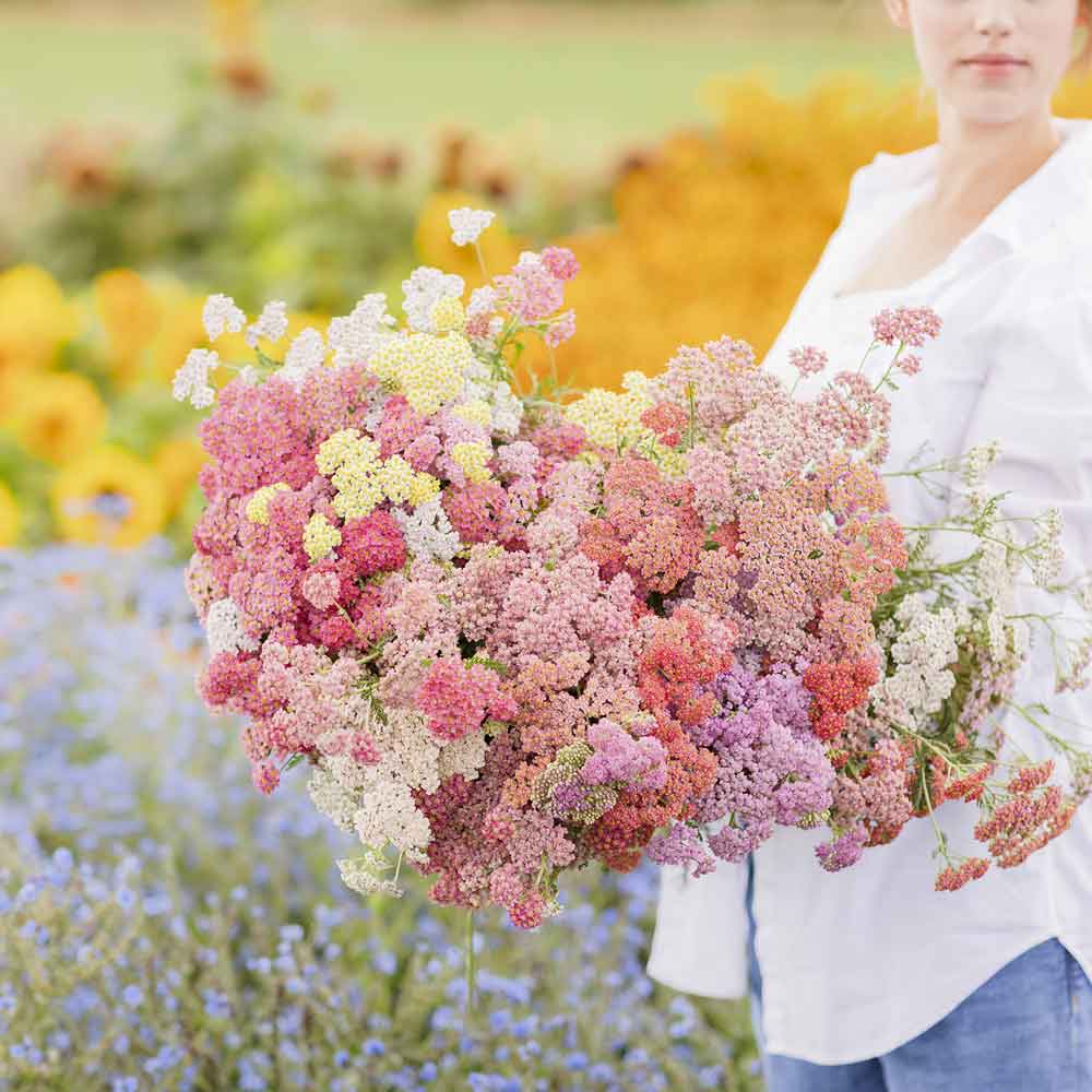 50 Colorado Pastel Mix Yarrow Flower Seeds – New Hill Farms