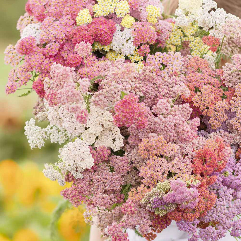 Yarrow Seeds Colorado Mix Flower Seeds in Packets & Bulk Eden