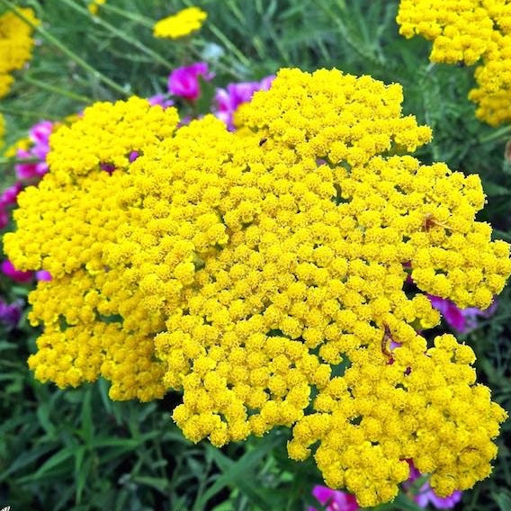 Gold Yarrow Seeds Flower Seeds in Packets & Bulk Eden Brothers