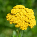 Gold Yarrow Seeds | Flower Seeds in Packets & Bulk | Eden Brothers