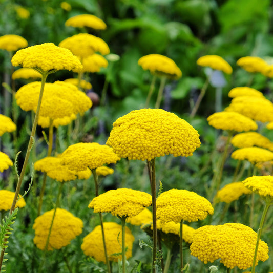 gold yarrow