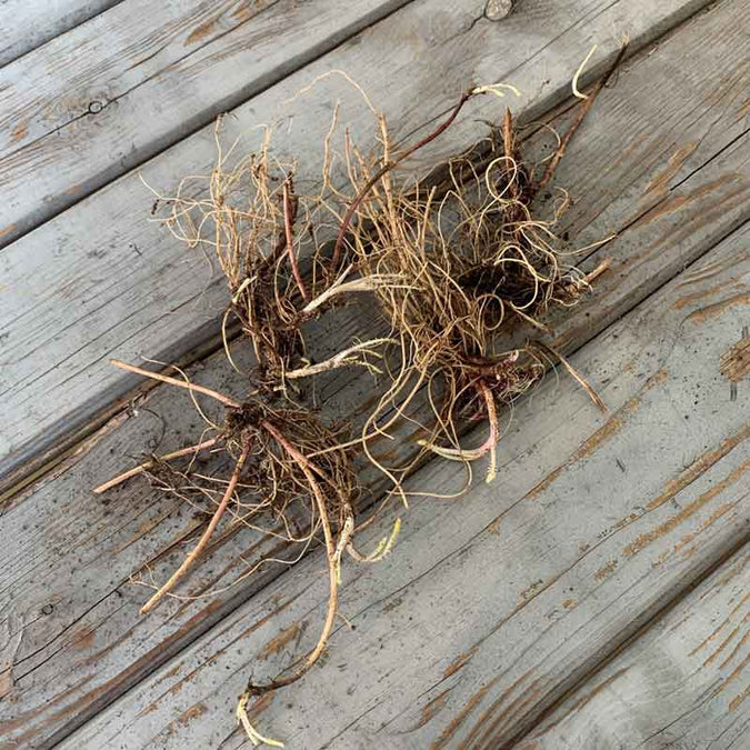 Jaral Roots Yarrow Roots Mix | Spring Flower Bulbs | Eden Brothers