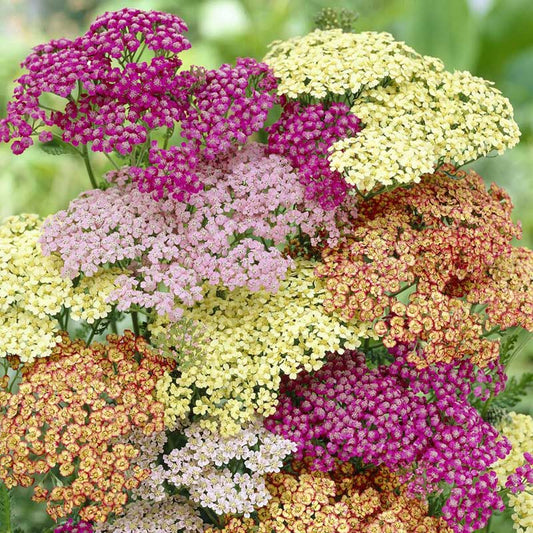 yarrow mix