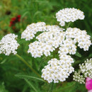 White Yarrow Seeds | Flower Seeds in Packets & Bulk | Eden Brothers