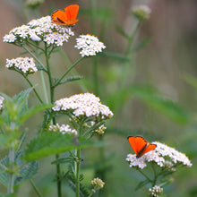Fluffy white yarrow flowers with small blooms against a blurred green background.