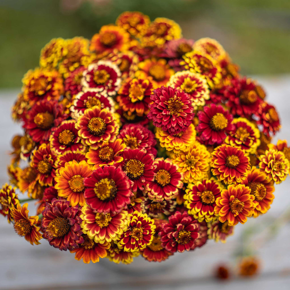 Spanish Aztec Mix Zinnia Seeds - Aztec Mix | Flower Seeds in Packets & Bulk | Eden Brothers