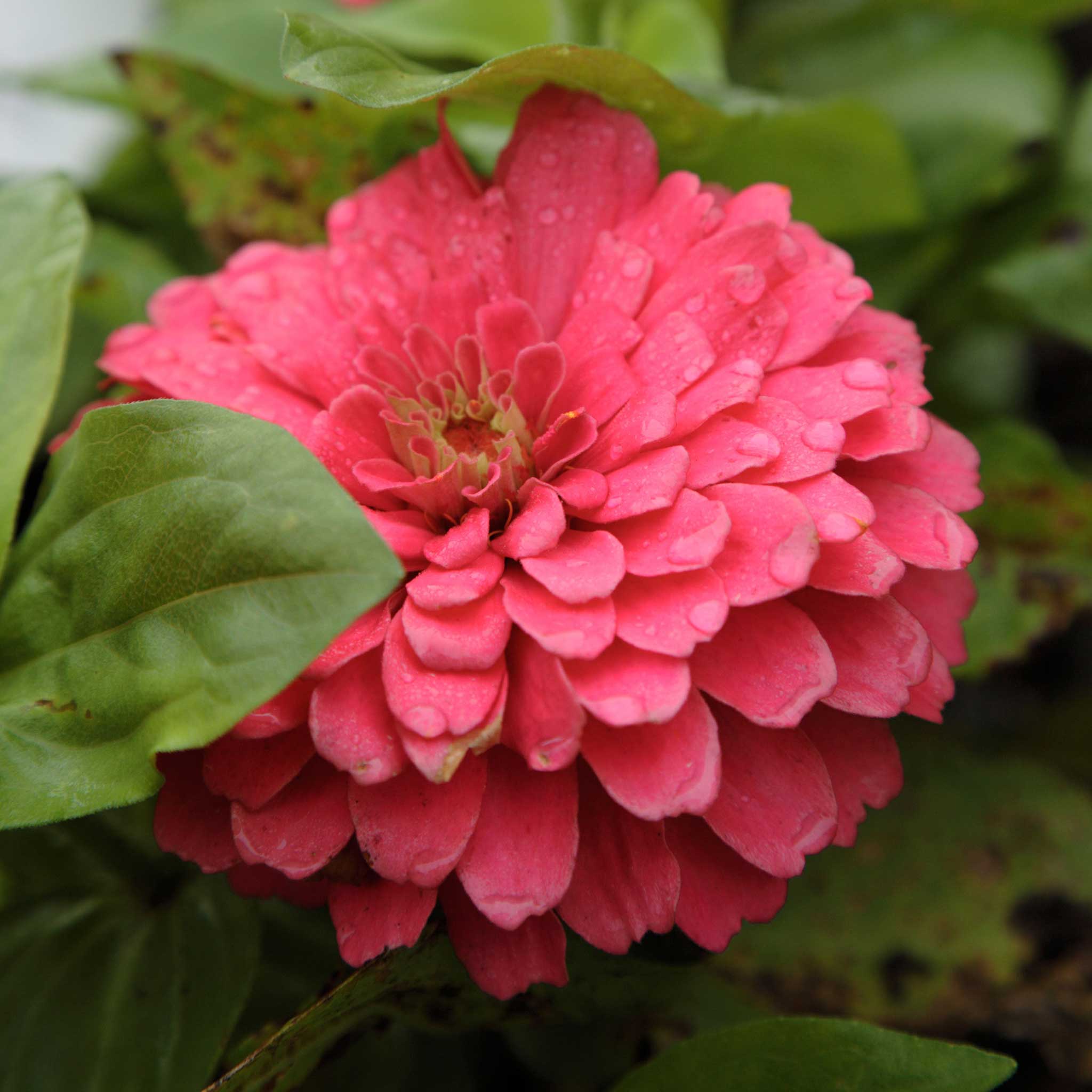 A close-up image of a benary giant coral Zinnia flower with a coral center and surrounding petals.