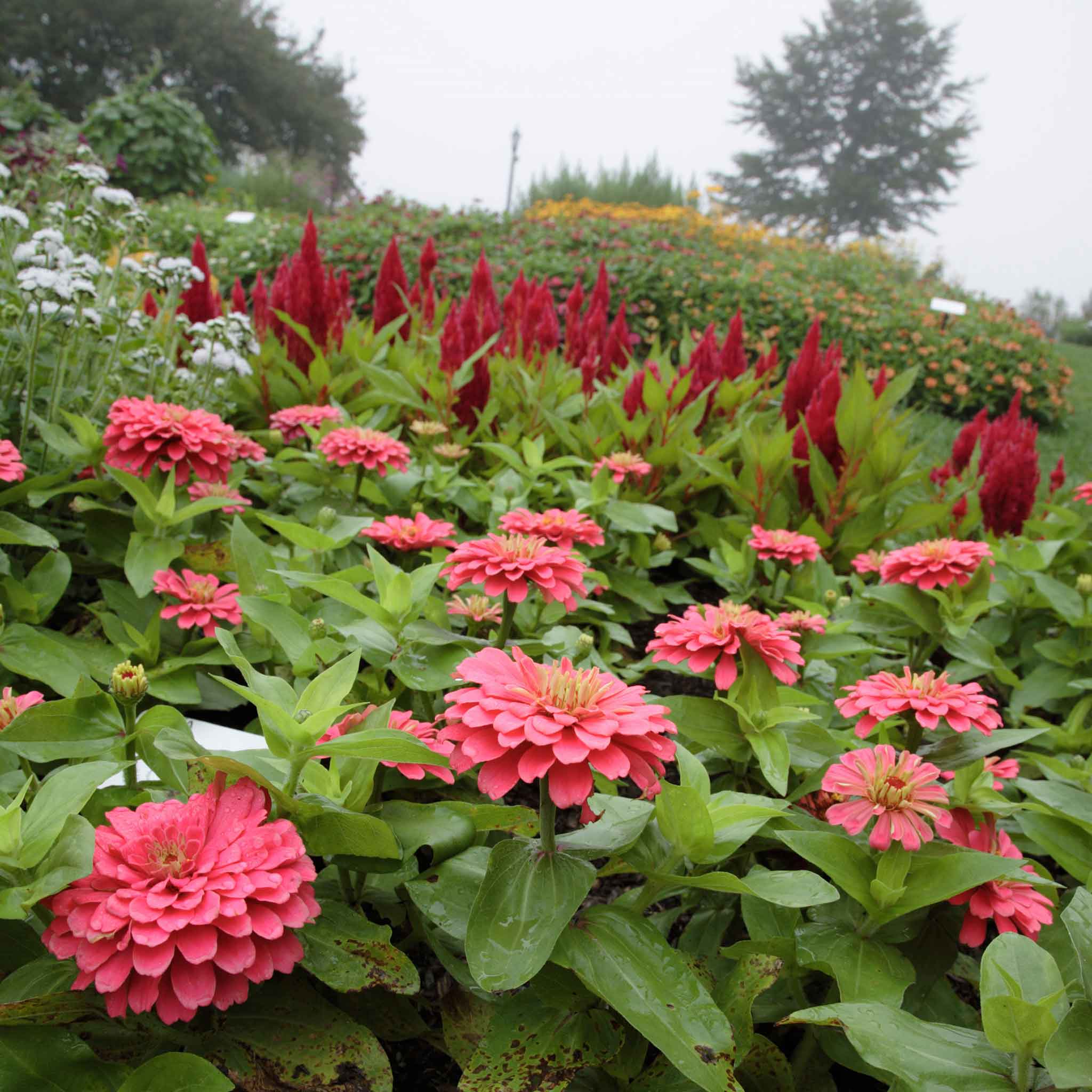 Field of Benary Giant Coral Zinnia flowers with other flowers in the background.