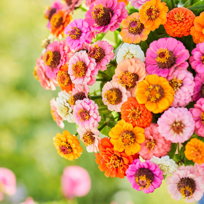 Various small colorful button box zinnia dwarf flowers on a natural green background