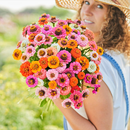 Vibrant dwarf button box zinnia blooms in mixed colors on a bright garden background