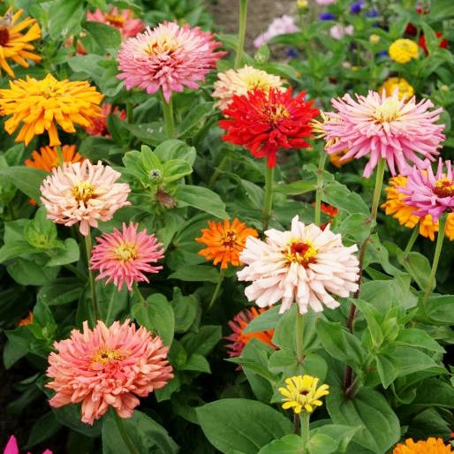 zinnia cactus flowered