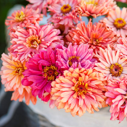 Vibrant pink zinnia cactus pink shades spiky flowers on a natural green garden backdrop