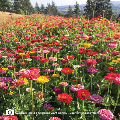 Zinnia california giants seed packet with colorful flower photos on a white background