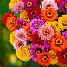 Vibrant multi-colored zinnia california giants flowers in a lush green outdoor setting