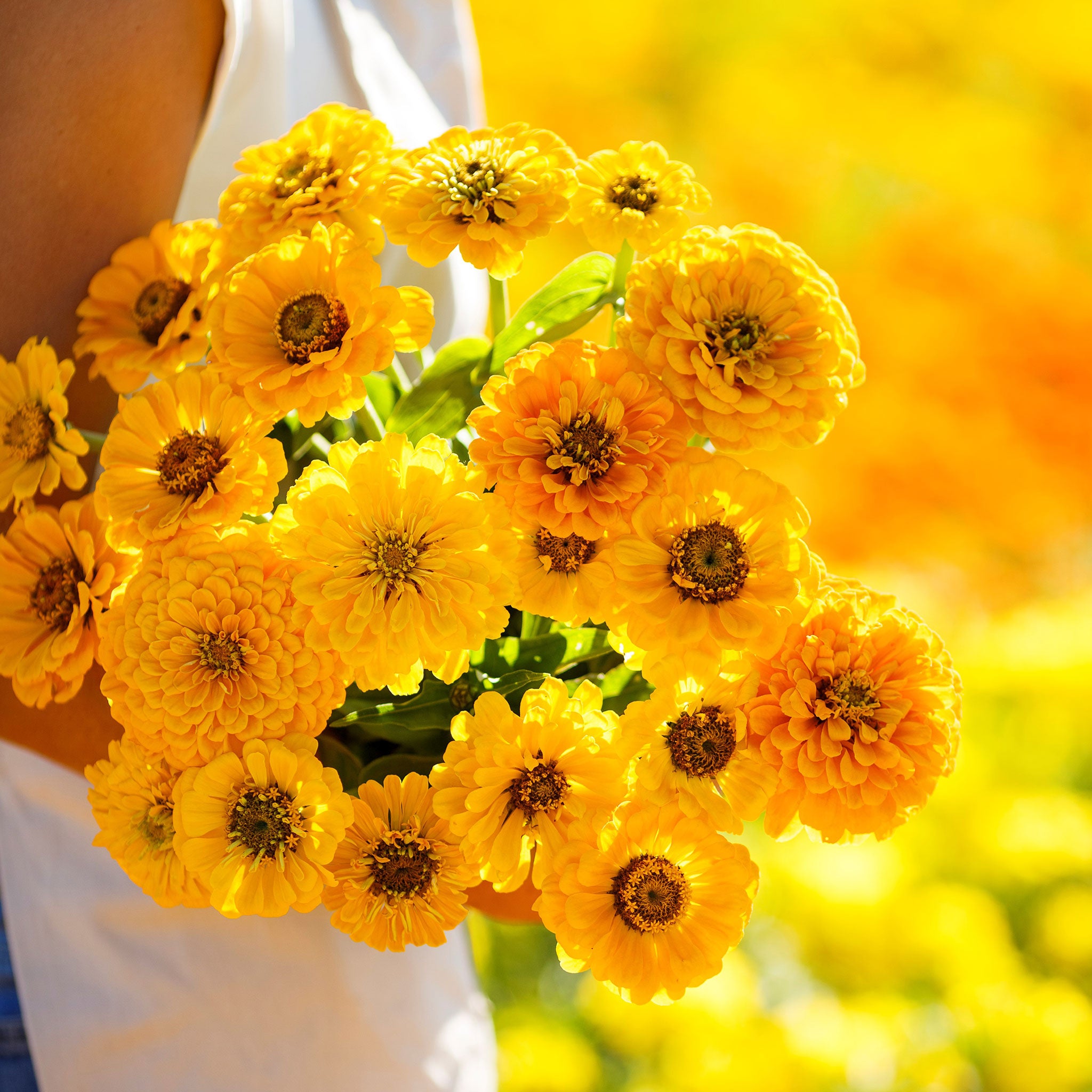 Zinnia Seeds Canary Bird Flower Seeds in Packets & Bulk Eden Brothers