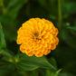 zinnia canary bird