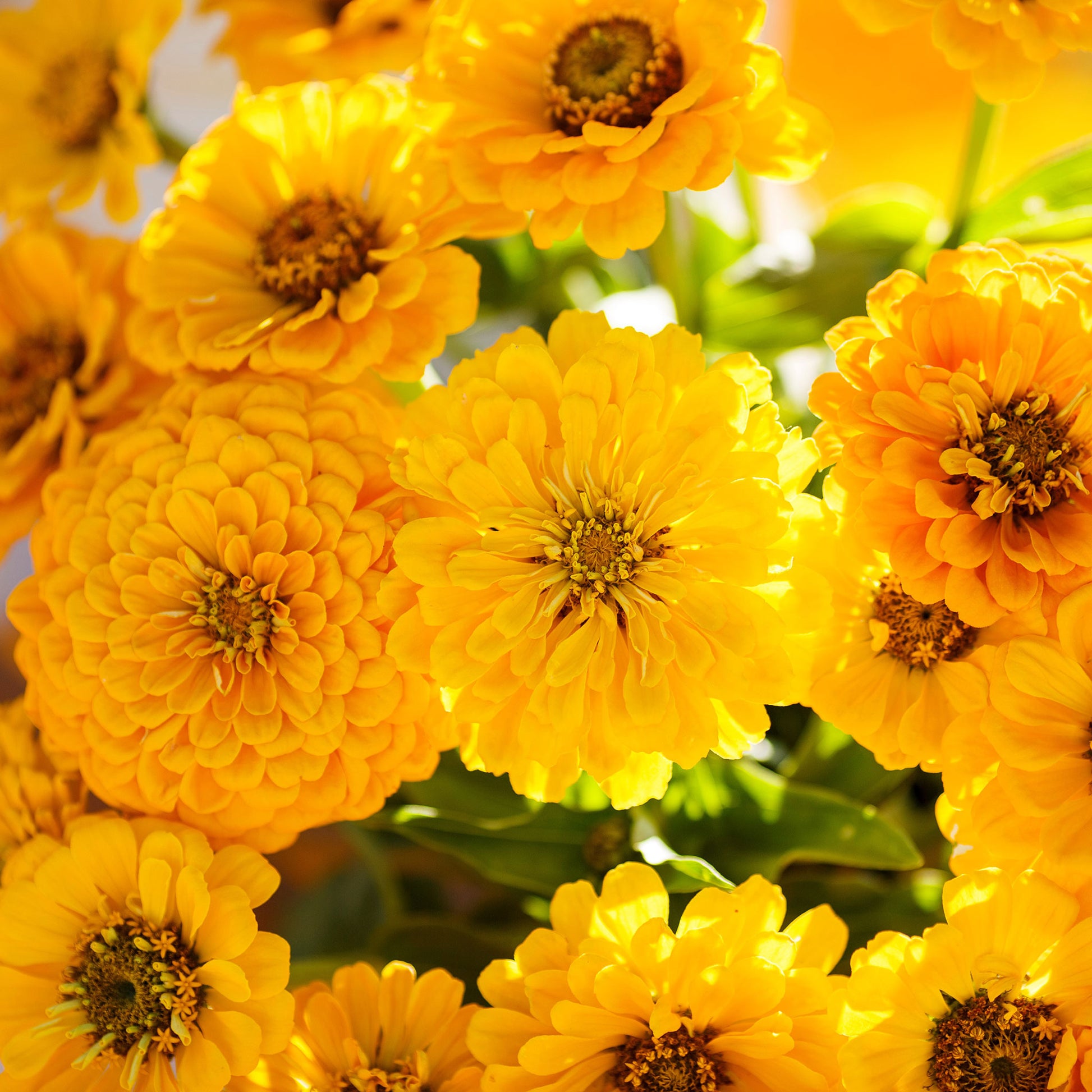 Single zinnia canary bird flower in yellow against a soft outdoor backdrop