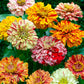 zinnia candystripe