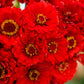 zinnia cherry queen