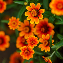 Close-up of pink yellow and white chippendale daisy zinnia on a garden background