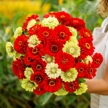 Colorful zinnia christmas in july mix flowers in red and green on a garden backdrop