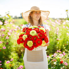 Brightly colored zinnia christmas in july mix flowers on a sunny outdoor backdrop