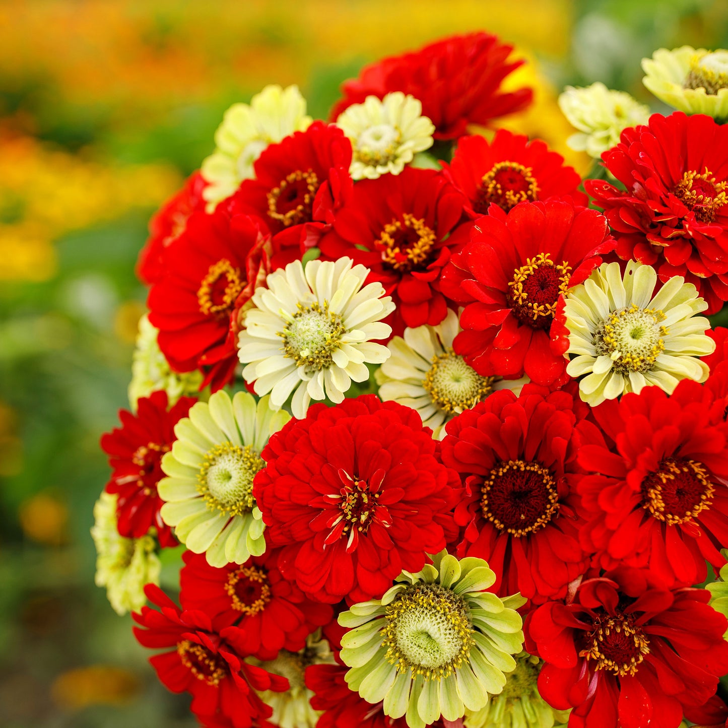 zinnia christmas in july mix