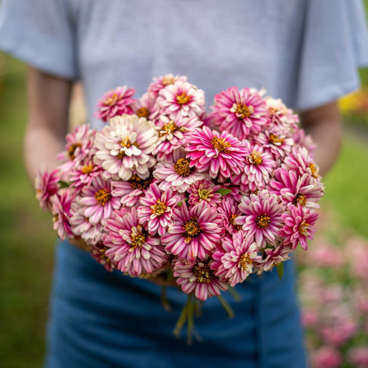 zinnia zahara double raspberry ripple