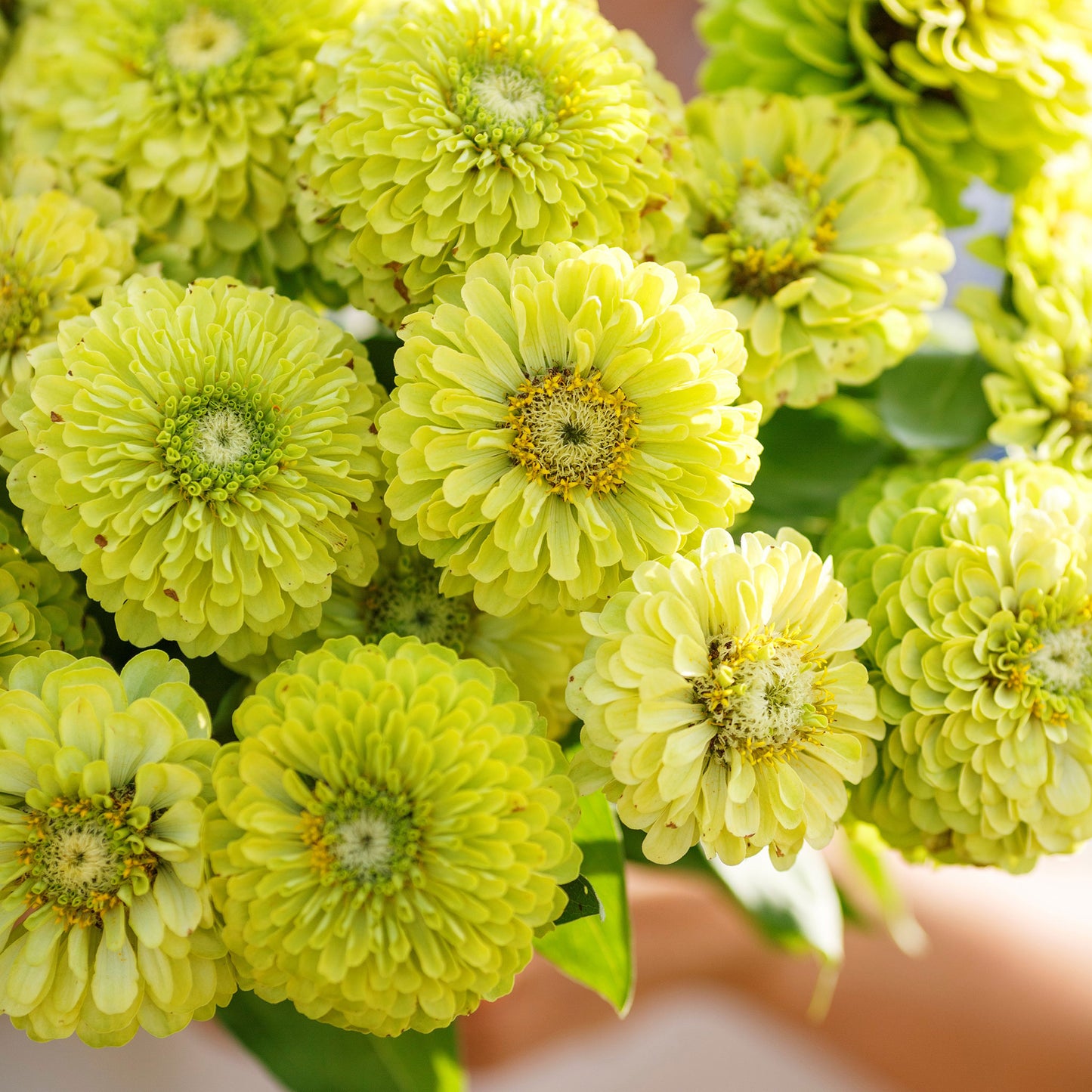 zinnia envy