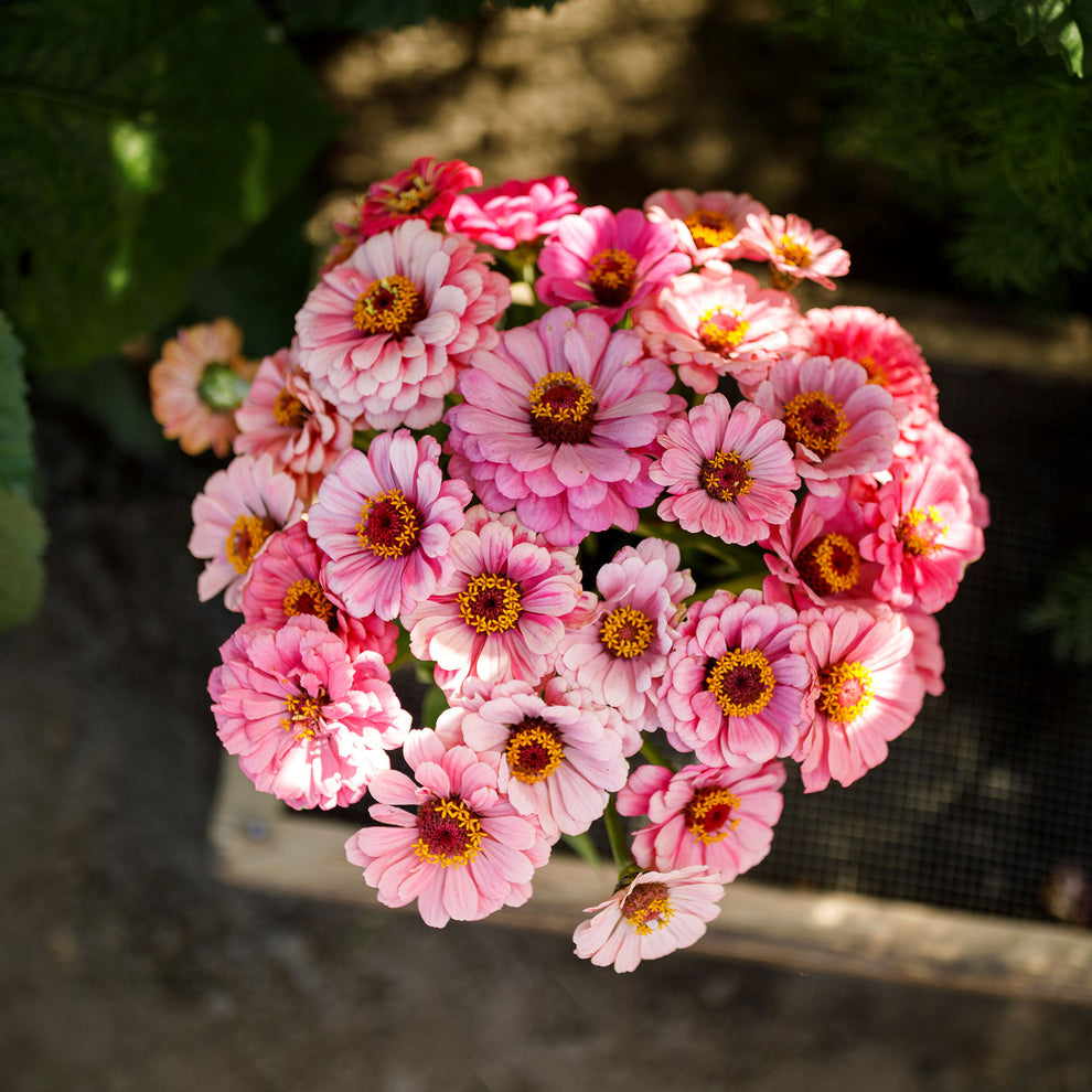 Zinnia Seeds - Exquisite | Flower Seeds in Packets & Bulk | Eden Brothers
