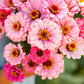 zinnia exquisite