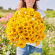 Zinnia Seeds - Golden State