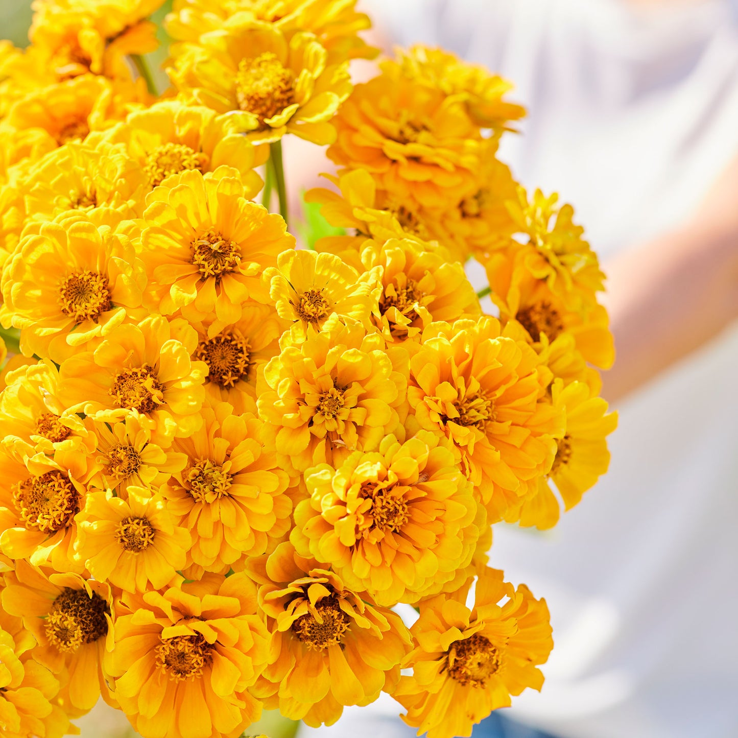zinnia golden state