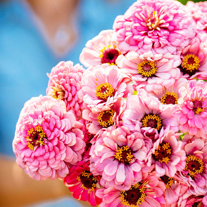 Vibrant yellow and orange illumination zinnia flowers on a bright garden backdrop