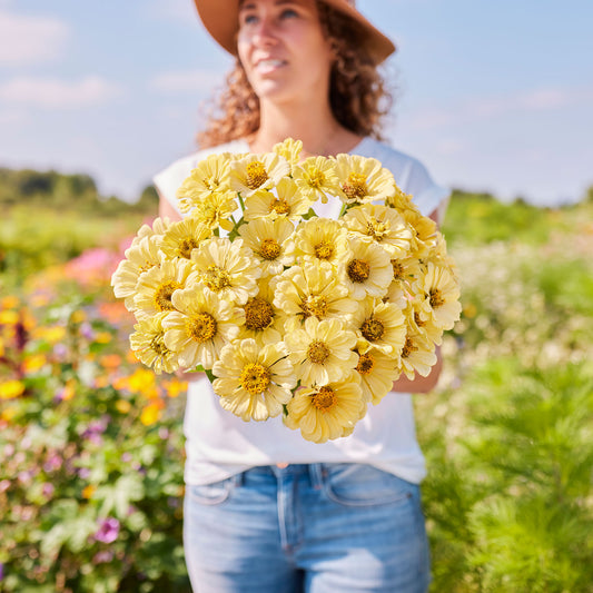 zinnia isabellina