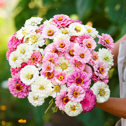 zinnia romantic mix