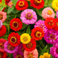 zinnia lilliput 