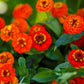 orange lilliput zinnia 
