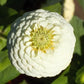white lilliput zinnia 