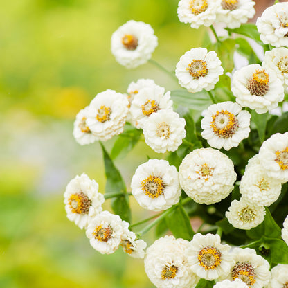 Fully bloomed pure white lilliput zinnia flowers on a bright natural garden backdrop