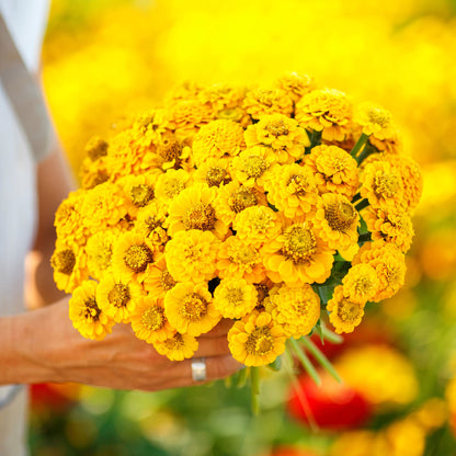 Close up of a bouquet of lilliput yellow zinnia flowers  showing their golden center