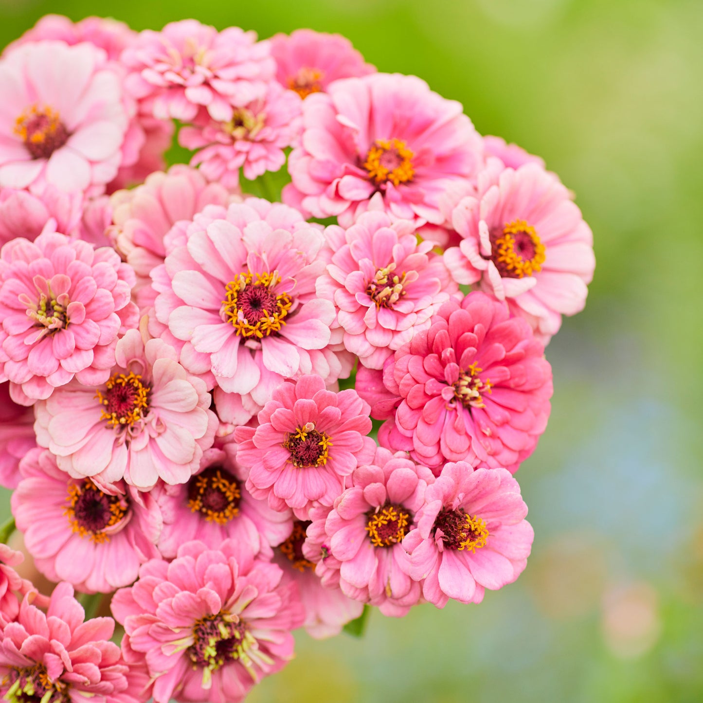 luminosa zinnia 