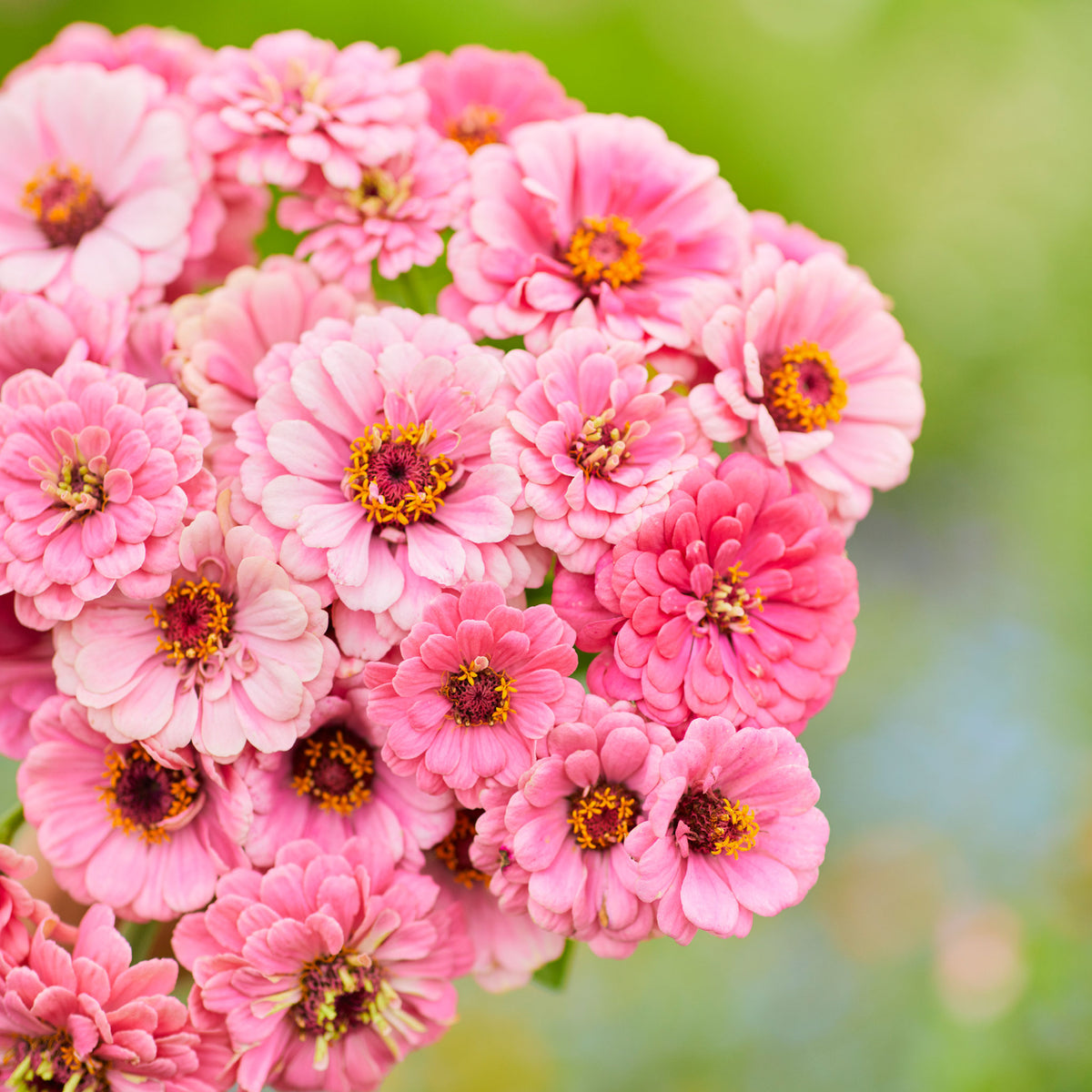 Semi Di Zinnia Luminosa Rosa (Zinnia Elegans) - 1100 Semi Sfusi - OVM Seeds