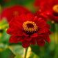 zinnia meteor